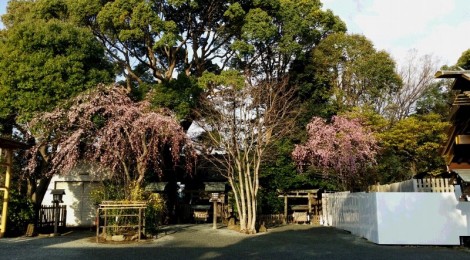 3月24日、伊勢山皇大神宮において注連縄作りを致しました