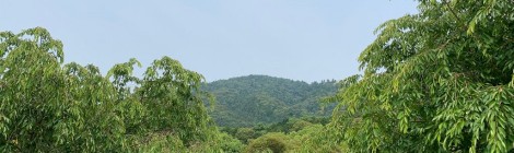 6月の三輪山
